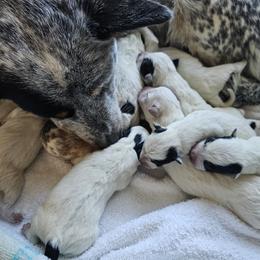 Australian Cattle Dog and Miniature Schnauzer Puppies from B & E Farms
