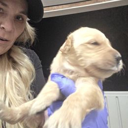 Etta - Dark golden female Golden Retriever puppy in Greenbrier, Tennessee from Glambleberry Goldens