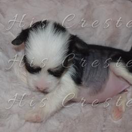 Girl 2 - Chinese Crested puppy in Monmouth, Maine from His Cresteds