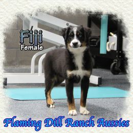 Fiji - Black tri female Miniature Australian Shepherd puppy in Forestburg, Texas from Flaming Dill Ranch Aussies