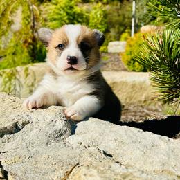 Archie - Red male Pembroke Welsh Corgi puppy in Manchester, Kentucky from Riverside Corgis