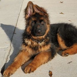 German Shepherd Puppies from vom Glock