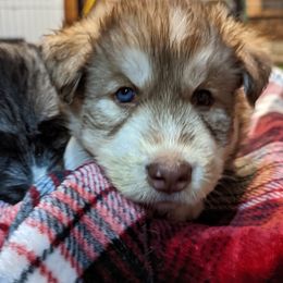 Siberian Husky Puppies from Wyant Farms