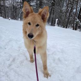 Elsa - White female German Shepherd puppy in Dallas, Pennsylvania from Mountainside German Shepherds