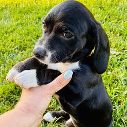 Ricky - Black and white male Cocker Spaniel puppy in Santa Ana, California from American Cocker Spaniel