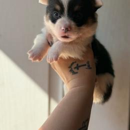 Forest - Black and tan male Pembroke Welsh Corgi puppy in Aberdeen, Washington from Coastal country Farms
