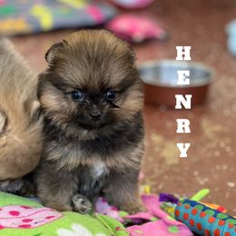 Pomeranian Puppies from petticoatpoms