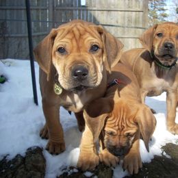 Rhodesian Ridgeback Puppies from Tifari Rhodesian Ridgebacks