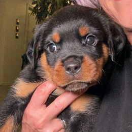 Boy 2 - Black and mahogany male Rottweiler puppy in Eaton Rapids, Michigan from The Rottweiler Haus