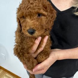 Caliste - Red  female Goldendoodle puppy in Conklin, Michigan from Lake Michigan Couture Cavapoos & Cockapoos