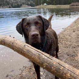 Labrador Retrievers from Nevada Labradors