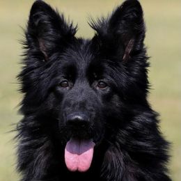 German Shepherds from German shepherd