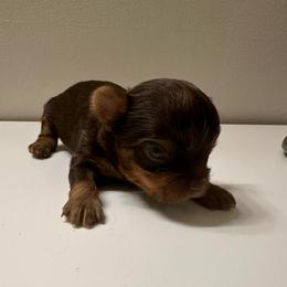 Biscotti- White collar - Chocolate and tan male Yorkshire Terrier puppy in Selden, New York from Alisha's Yorkshire Terriers