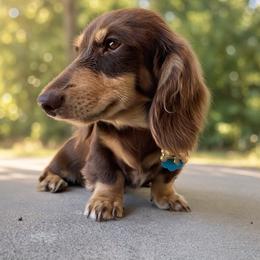 Mr Cooper - Dachshund
