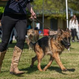 Alaska - German Shepherd