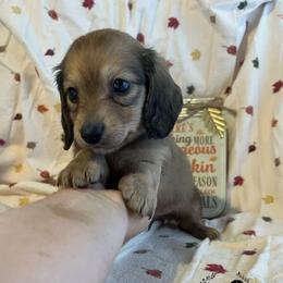 Boomer - Cream male Dachshund puppy in East Dover, Vermont from Audet’s Mini Dachshunds