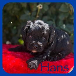 Hans - Black male Cavapoo puppy in Clinton, Oklahoma from Enchanted Spaniels