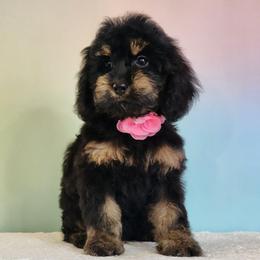 Lydia - Black and tan female Cockapoo puppy in Louisburg, North Carolina from Raven Oak's Mini Cockapoos and Mini Dachshunds