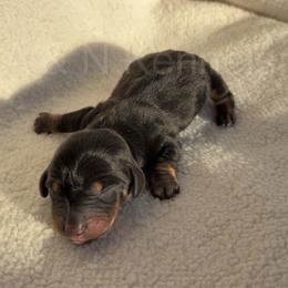 Boy 3 - Black and tan male Dachshund puppy in Brandon, Mississippi from A & N Kennels
