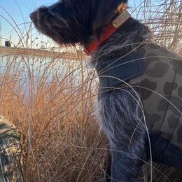 Wirehaired Pointing Griffon All Grown Up from Maine Backwoods Kennel