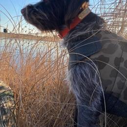 Wirehaired Pointing Griffon All Grown Up from Maine Backwoods Kennel
