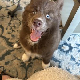 Siberian Husky Puppies from Moonlight Howl Huskies