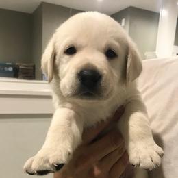 Boy 2 - Yellow Labrador Retriever puppy in Hutto, Texas from Texas Bluebonnet Labs