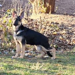 German Shepherd Puppies from Casamoko German Shepherds