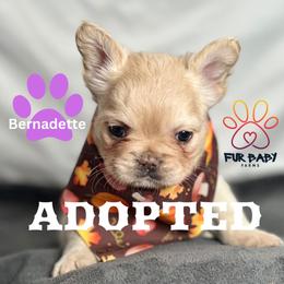 Bernadette - Cream female French Bulldog puppy in Michigan from Fur Baby Farms