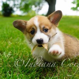 Pembroke Welsh Corgi Puppies from Indiana Corgis LLC