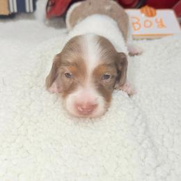 Acorn - Dapple male Dachshund puppy in Mansfield, Missouri from Owens Farm