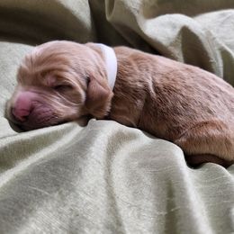 Goldendoodle Puppies from Lila's Teddybear Goldendoodles