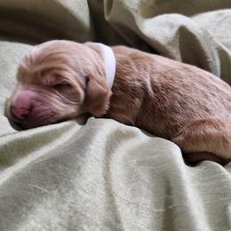 Goldendoodle Puppies from Lila's Teddybear Goldendoodles