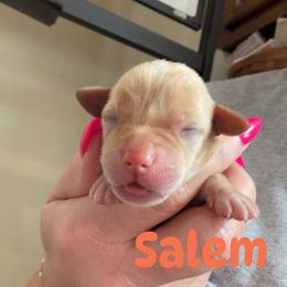 Salem - Yellow male Labrador Retriever puppy in Lucasville, Ohio from Backwoods Labradors