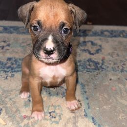 Purple - Fawn Boxer puppy in Pikeville, Tennessee from AG Mountain Boxers