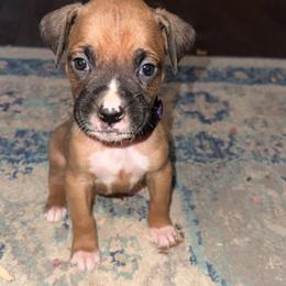 Purple - Fawn Boxer puppy in Pikeville, Tennessee from AG Mountain Boxers