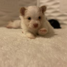 Pomeranian Puppies from Snow peak poms
