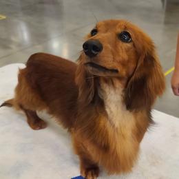 Whiskey - Dachshund