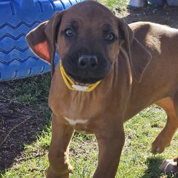 Fry - Rd whtn blk nose Rhodesian Ridgeback puppy in Las Vegas, Nevada from DragonRidge