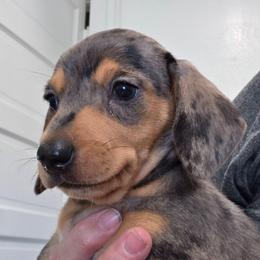 Green collar black and tan dapple boy - Dapple male Dachshund puppy in Caldwell, Idaho from Dozendachs