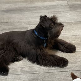 Copper - Miniature Schnauzer