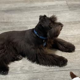 Copper - Miniature Schnauzer
