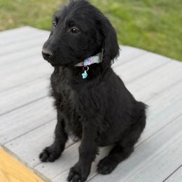 Paisley - Black female Labradoodle puppy in Georgetown, South Carolina from Muddy Bay Kennels
