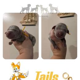 TAILS - Silver gray male Weimaraner puppy in Ferrum, Virginia from LAAT Weims