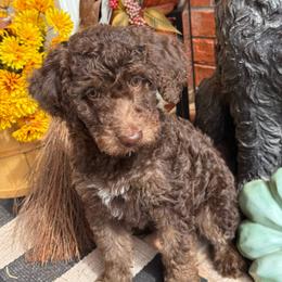 Wilson Family's Slice - Chocolate female Goldendoodle puppy in Norman, Oklahoma from Wilson Family Companions