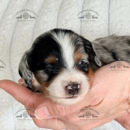 Mr. Black-4000 - Dapple male Dachshund puppy in Sparr, Florida from From the Heart Doxies