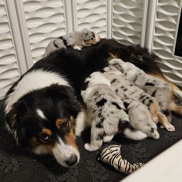 Australian Shepherd Puppies from Folklore Australian Shepherds