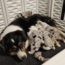 Australian Shepherd Puppies from Folklore Australian Shepherds