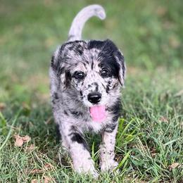 Hyacinth - Merle female Assorted Doodle Crosses puppy in Kansas City, Missouri from Beary GoldenDoodles