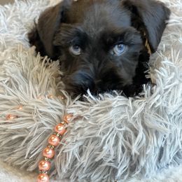 Miniature Schnauzer Puppies from Laurel Crown Schnauzers